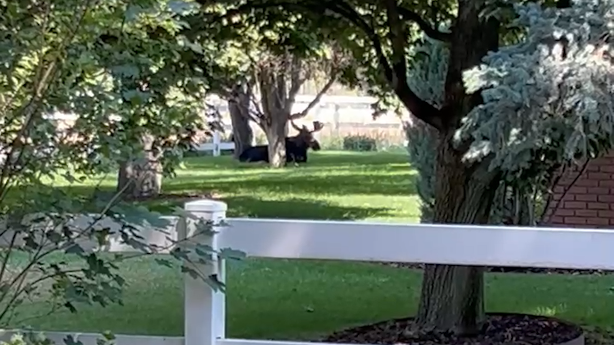 Young moose captured in backyard near Idaho Falls Zoo