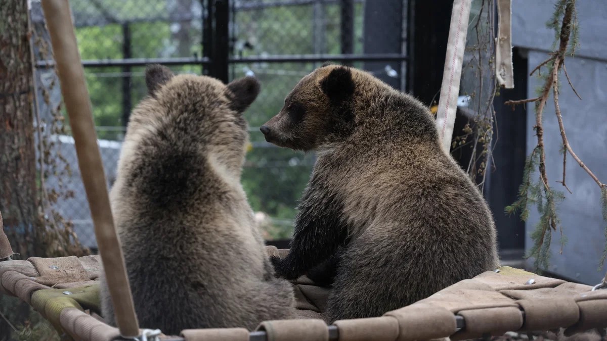 Cheyenne Mountain Zoo (CMZoo) is asking the community to help name its two eight-month-old grizzly bear cubs while raising money for grizzly bear conservation.