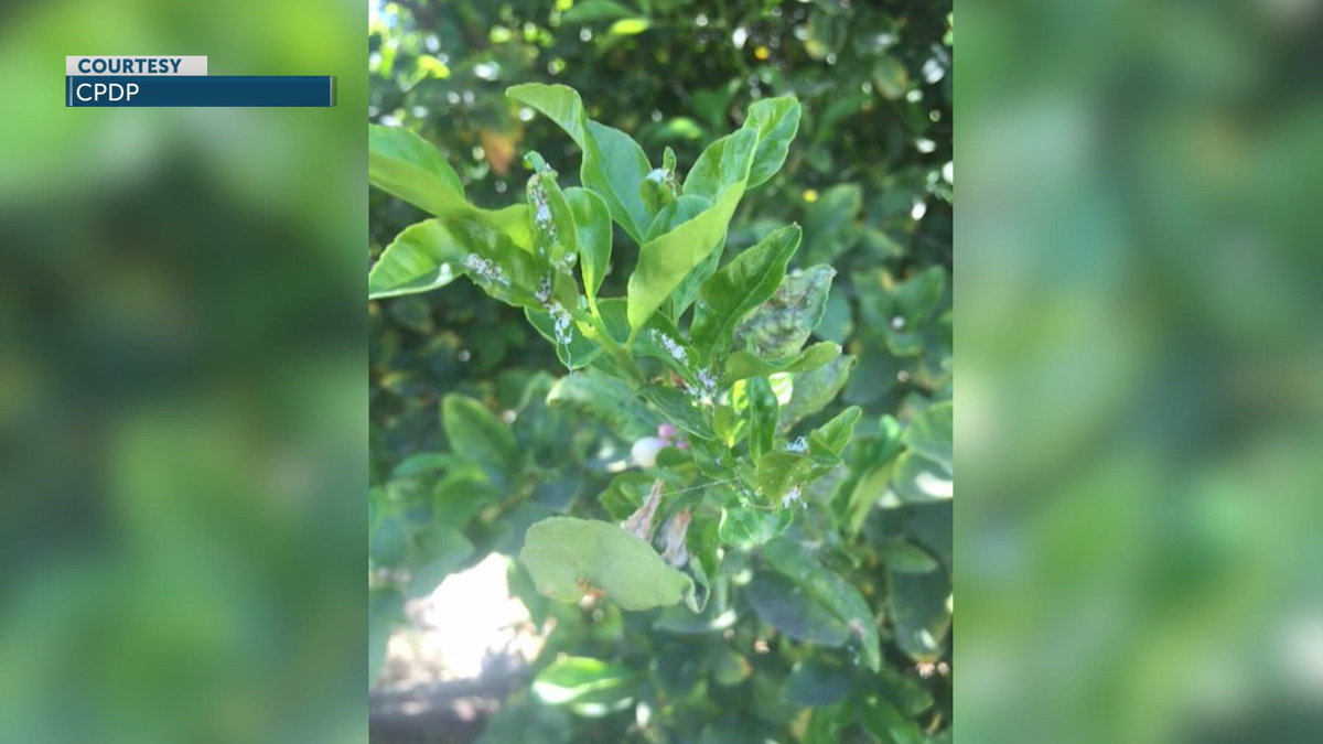Citrus tree in Calexico tests positive for deadly disease