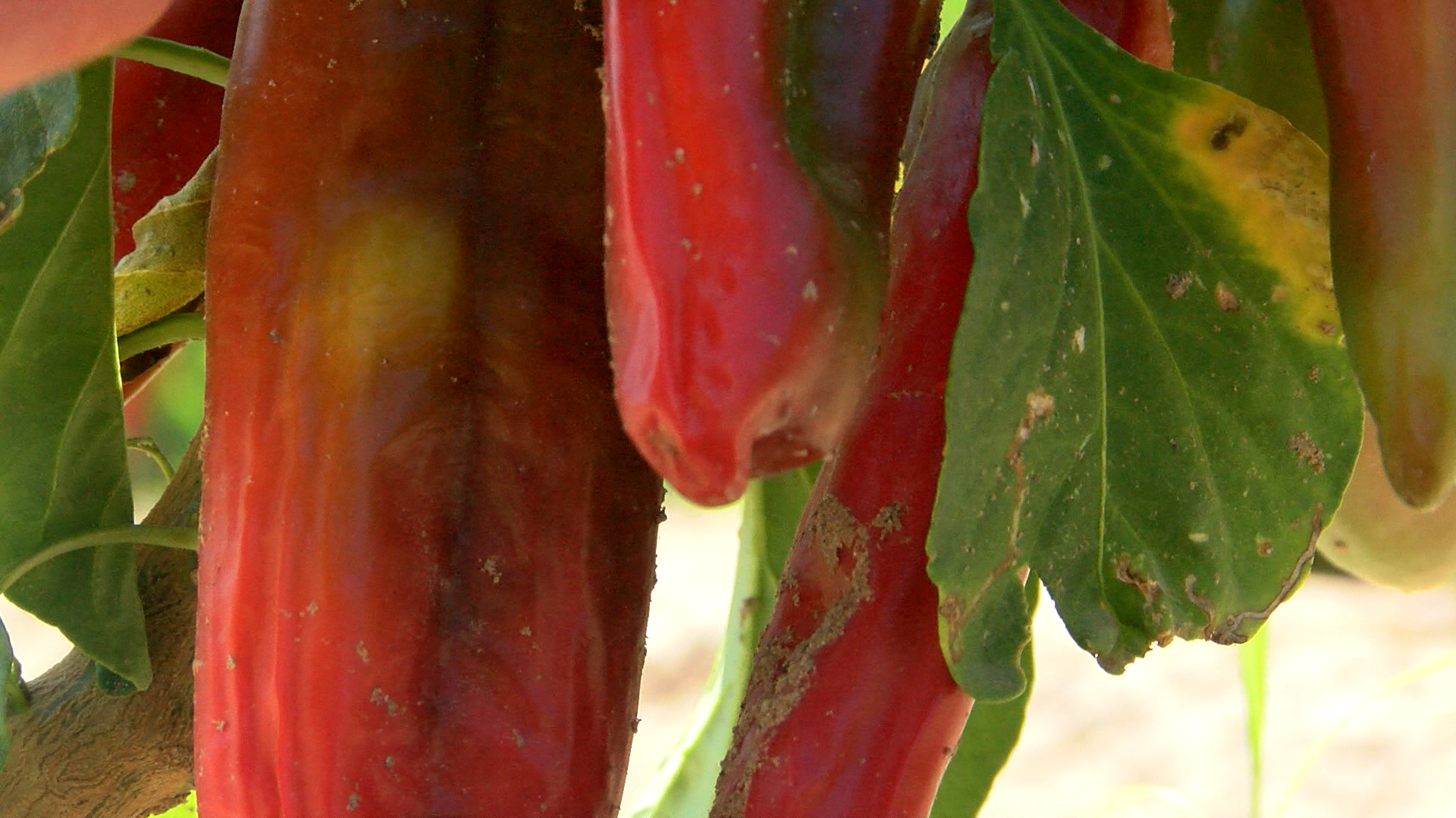 NMSU research team aims to improve green chile immunity to root rot