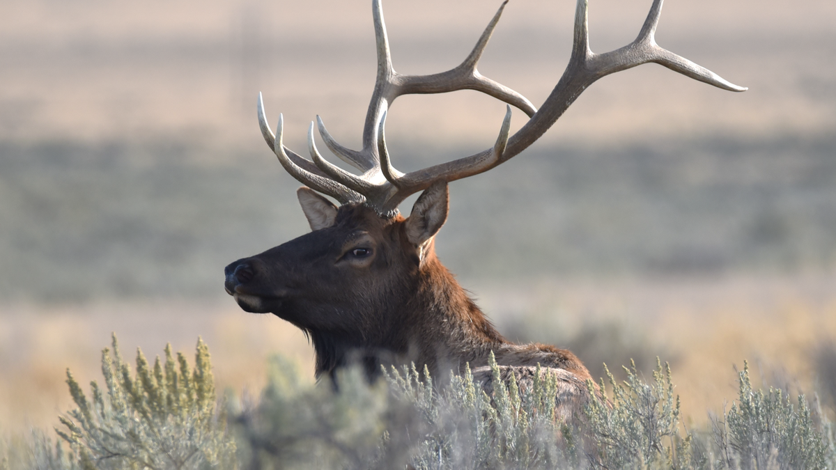 Elk rut approaching Yellowstone as Idaho Fish and Game seeks input on future Island Park hunting opportunities