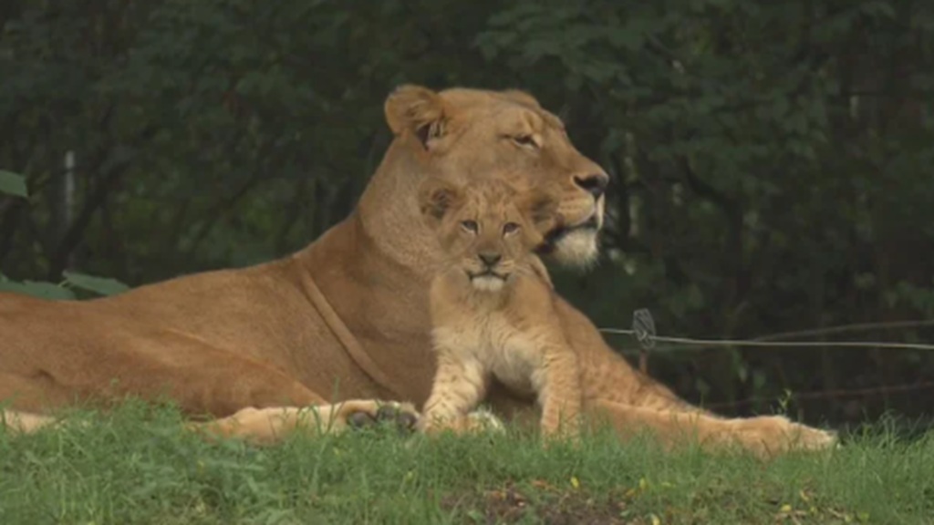 The Pittsburgh Zoo named its new lion cub Kiazi