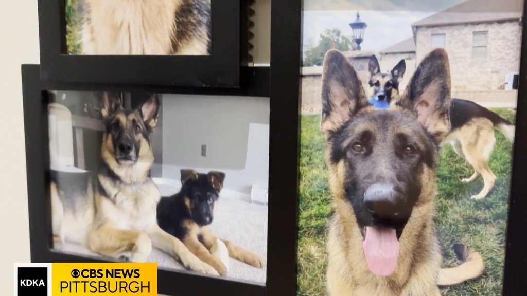 Beansie was a 5-year-old German shepherd who suddenly died last month after a short but aggressive battle with blastomycosis — a fungal disease found in soil and decaying organic matter