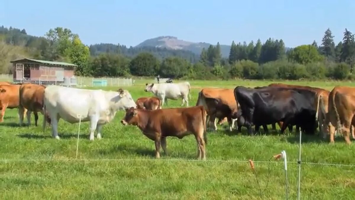 Oregon cattle ranchers say the Trump administration’s plan to import foreign beef could hurt local farmers even as it aims to lower record-high prices at the grocery store.