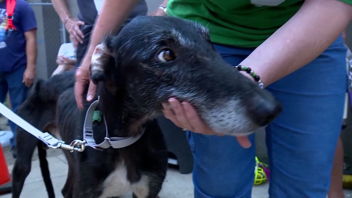 A Kansas City-based non-profit rescued five severely malnourished greyhounds from Oklahoma over the weekend