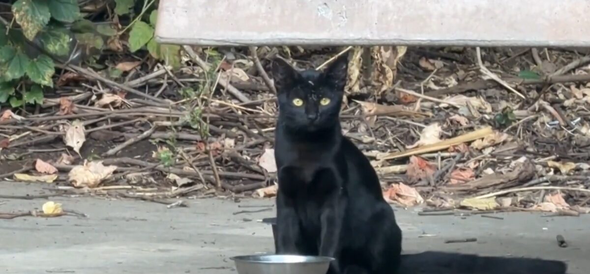 The City of Ripon is moving forward with an ordinance aimed at protecting an endangered species by prohibiting people from feeding feral cats and stray animals on public property.