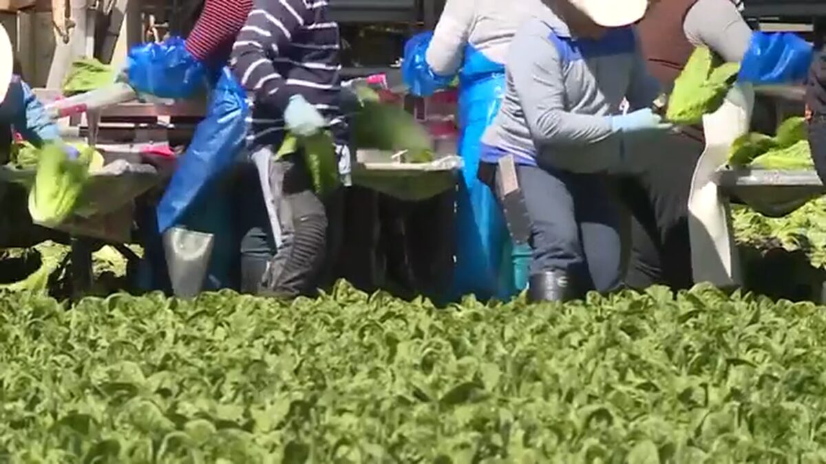 A Cyclospora outbreak linked to iceberg lettuce from a farm in Mexico sickened thousands across 17 states