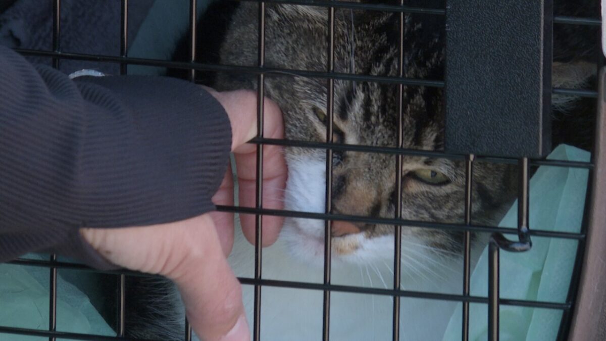 An eight-year-old cat from a military family slipped into restricted brush near Chevron’s San Ardo Oil Field during a roadside stop. After a tireless two-day effort by North County Paws Cause