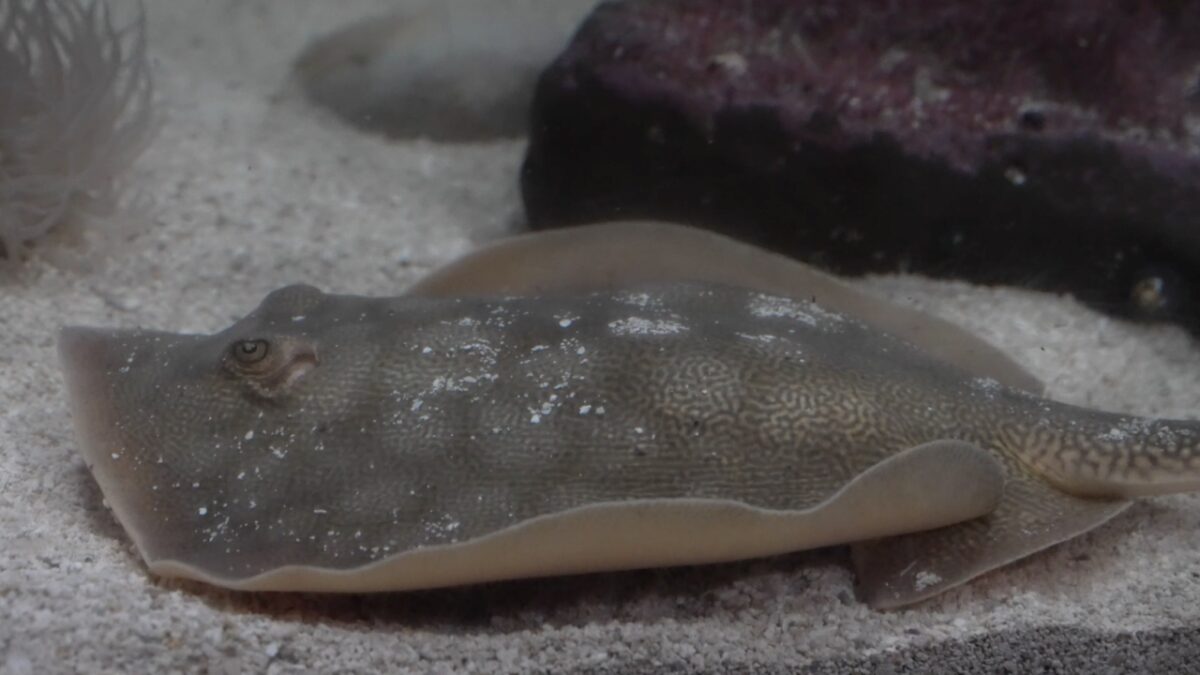 Warmer weather could be bringing more stingrays up to the Central Coast.