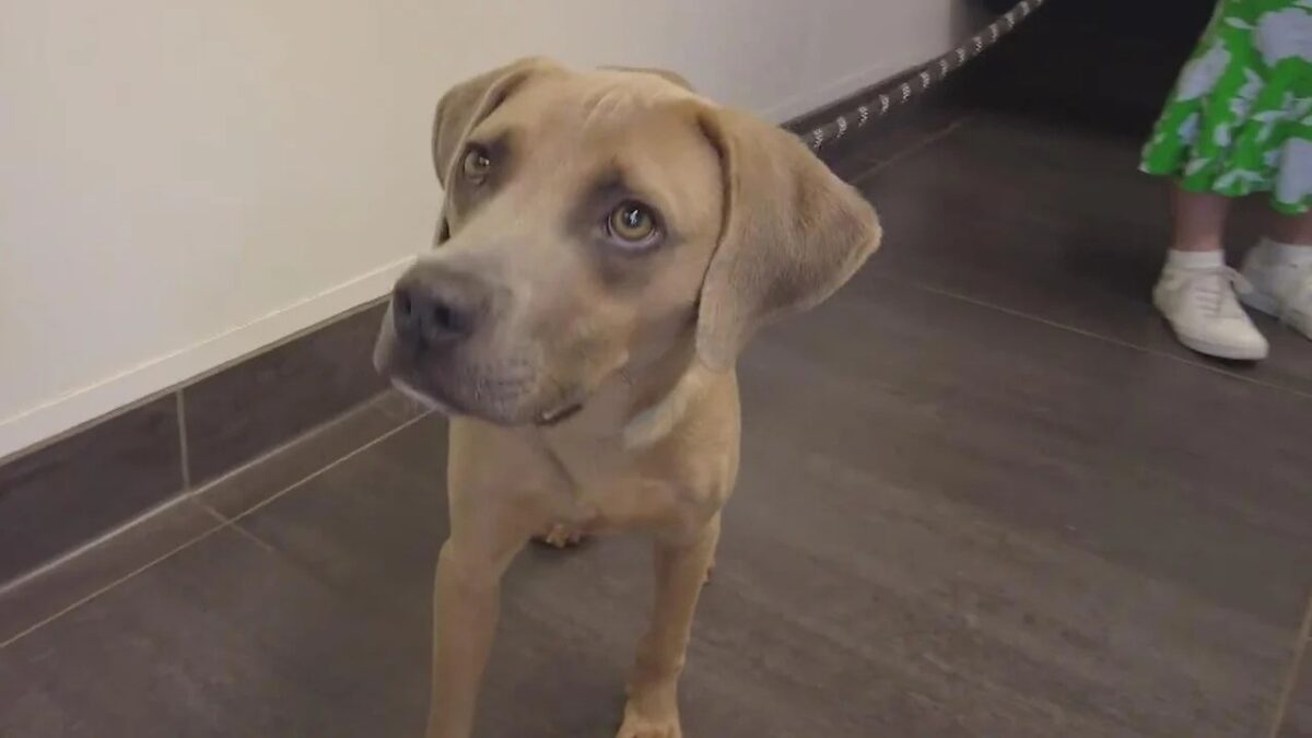One dog was so malnourished that he had to be carried by Hunt County Sheriff's deputies out of what investigators described as hellish conditions when the dog and six others were seized from farmland back in May.