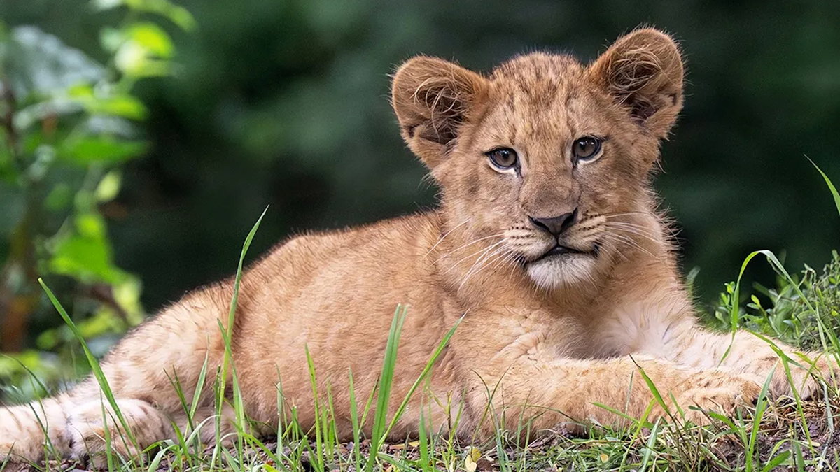 ‘Hondo’s Little Potato’: Pittsburgh Zoo unveils lion cub ‘Kiazi’ in homage to her Idaho roots