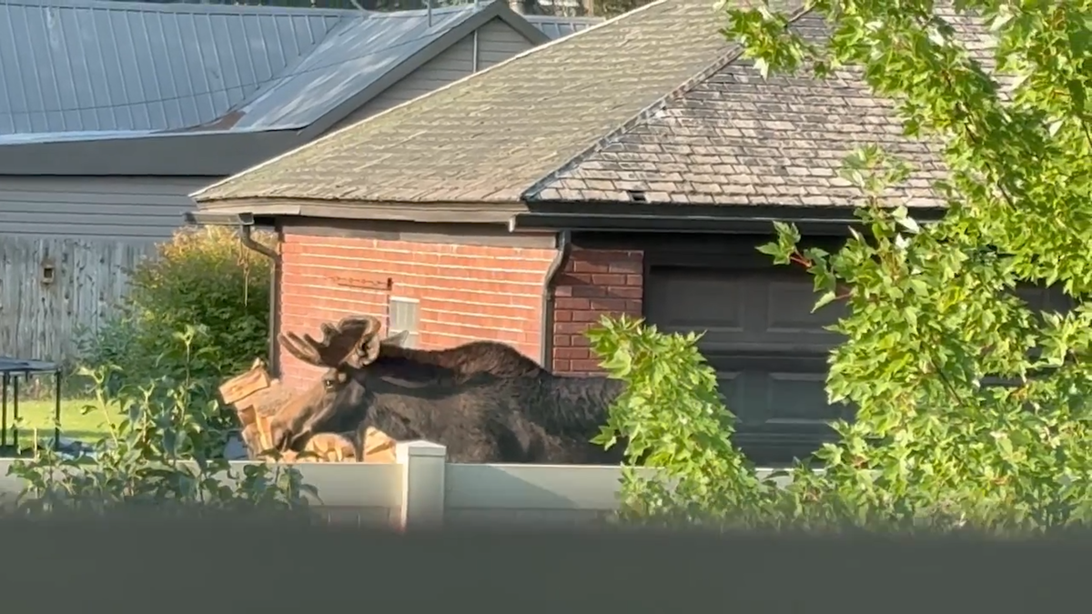 Why are moose wandering into Idaho neighborhoods?