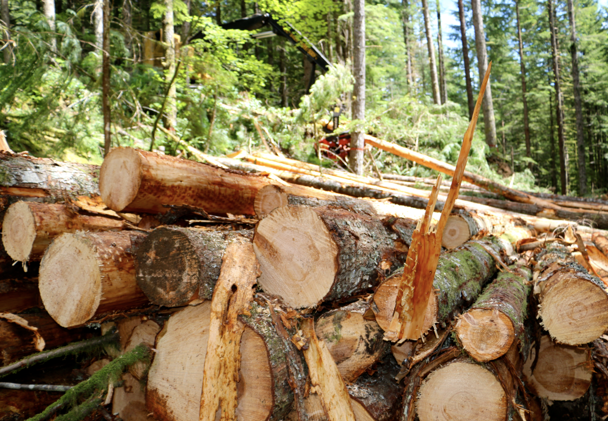 BLM records breakingtimber sale generates $70 million in economic activity