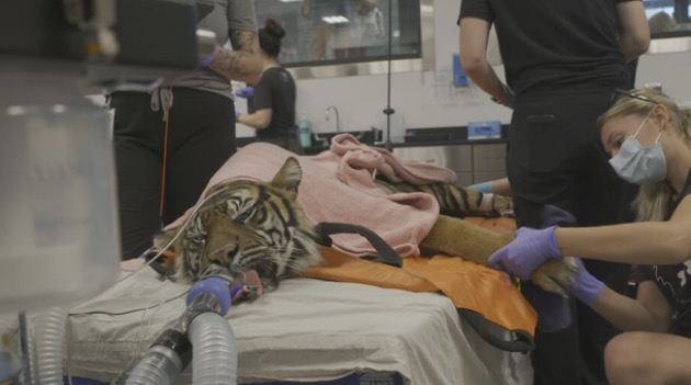 That care includes everything from birth and routine checkups to aging
