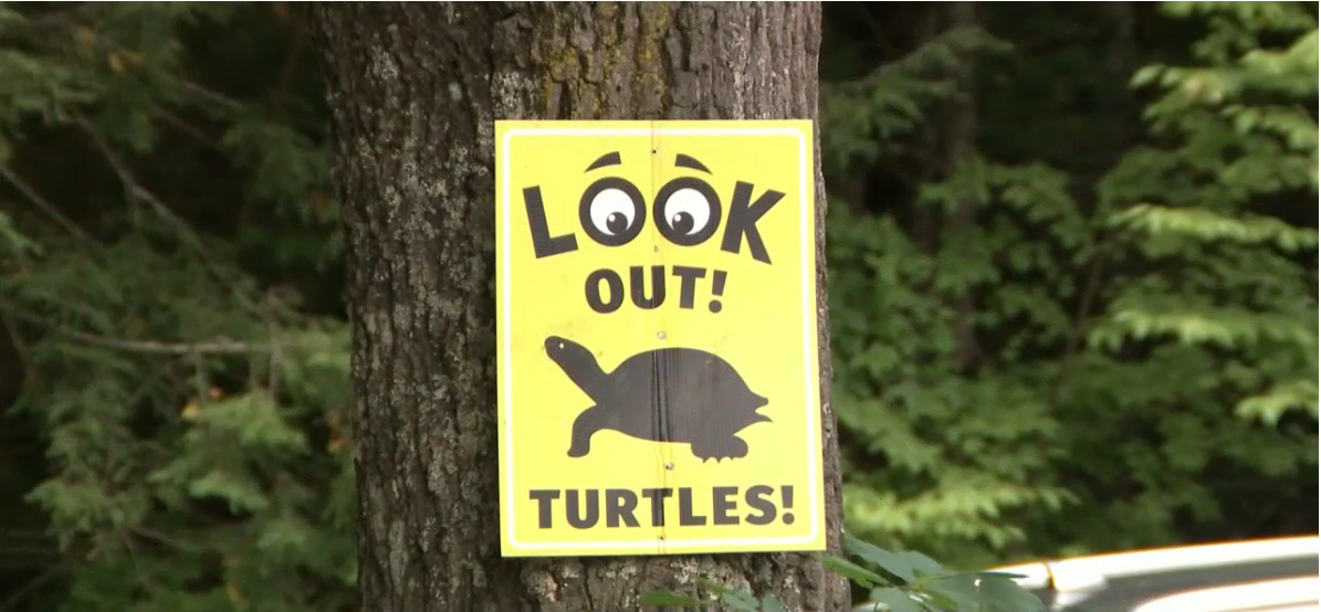 A 78-year-old man pleaded guilty to misdemeanor charges in connection with the deaths of several turtles and was fined $620.
