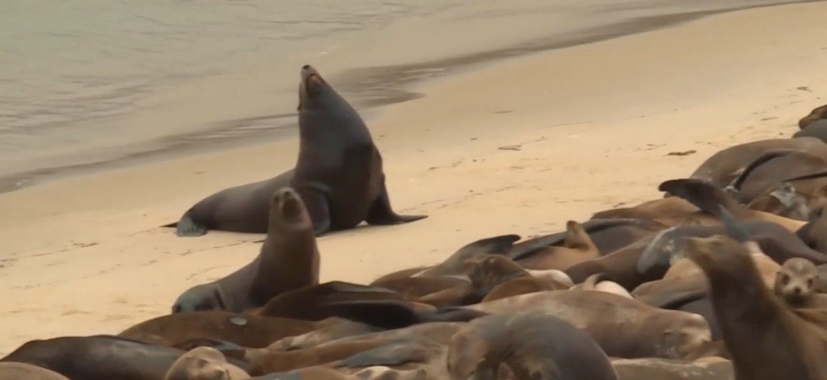 A significant increase in sick sea lions along California’s central coast has prompted the Marine Mammal Center to deploy response crews and investigate whether toxins from harmful algal blooms