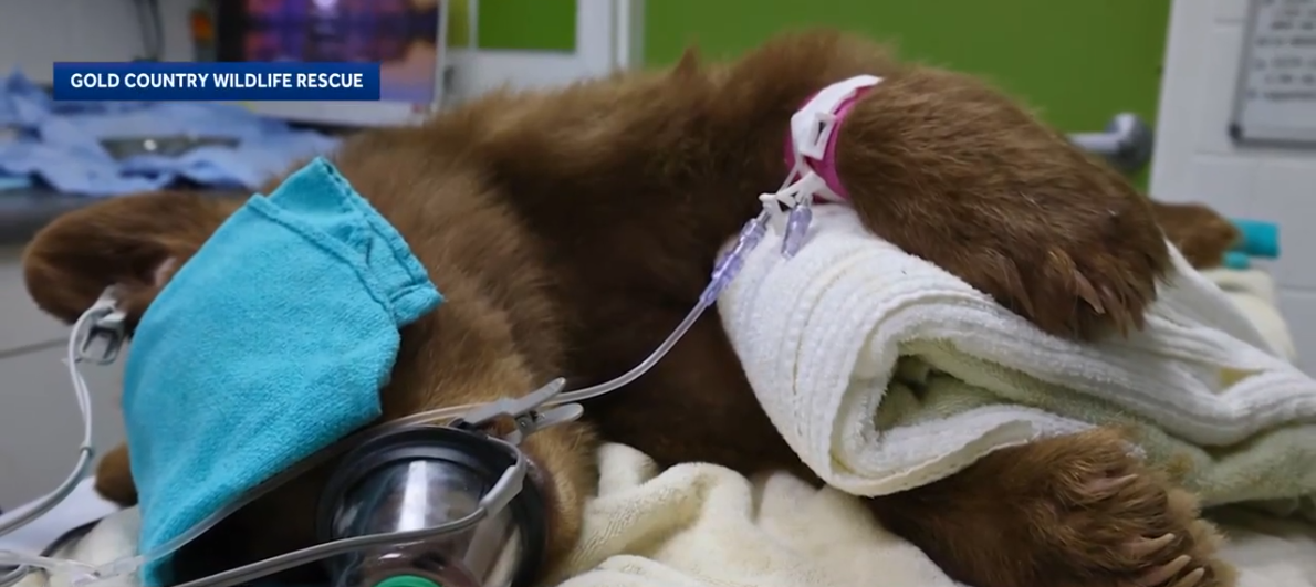 A bear cub rescued as an orphan underwent surgery where doctors discovered a beanbag round and a plastic cap lodged in its leg.
