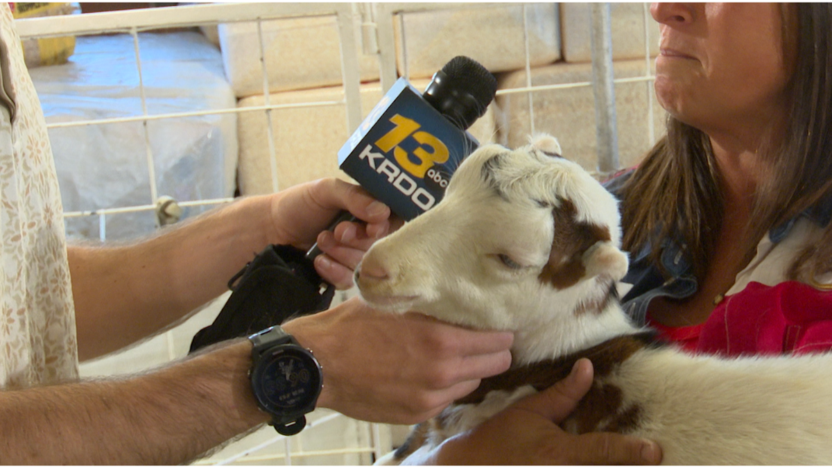 KRDO13 tours the fairgrounds: from mini goats to massive sand sculptures
