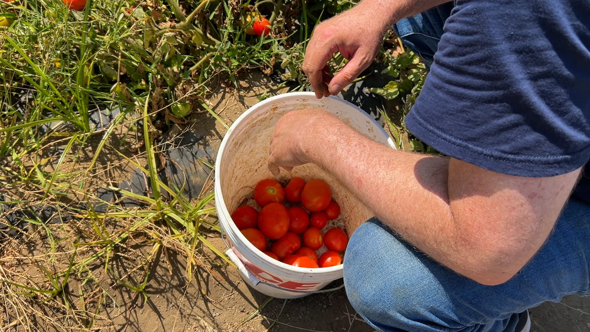 Veggie Rescue & Team Chumash Work The Shepherd Giving Farm In Buellton