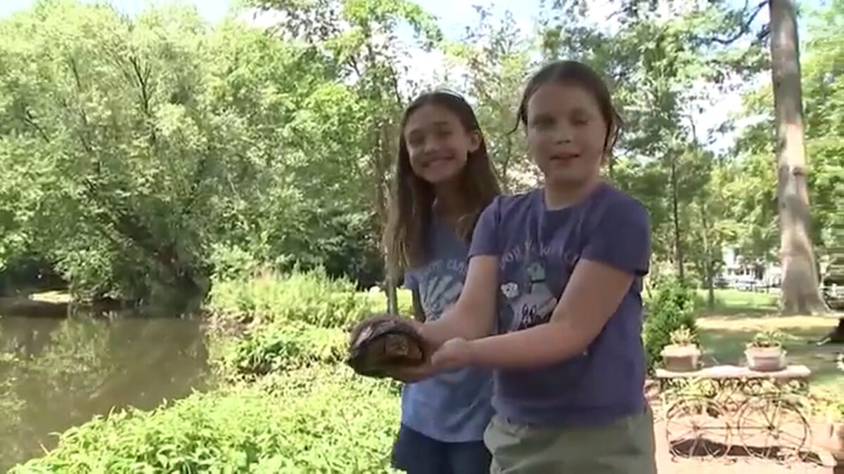 More than 100 box turtles not native to New Jersey turned up along a Cranford roadway this week. Residents scrambled to rescue them