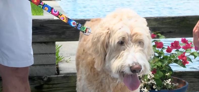 Fishing with their grandkids in Cape Coral turned into a traumatic experience when their dog