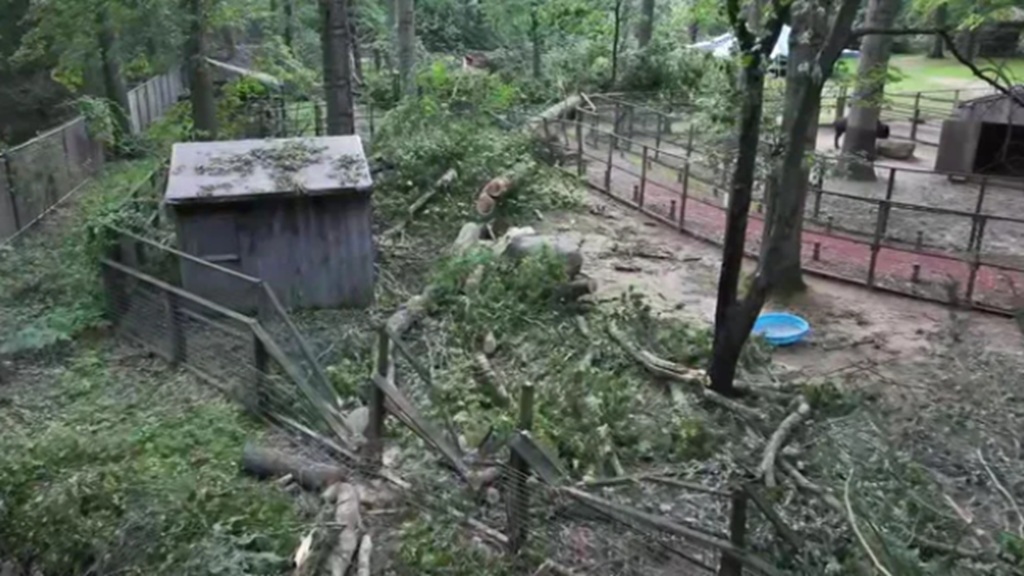Trees fell during a macroburst