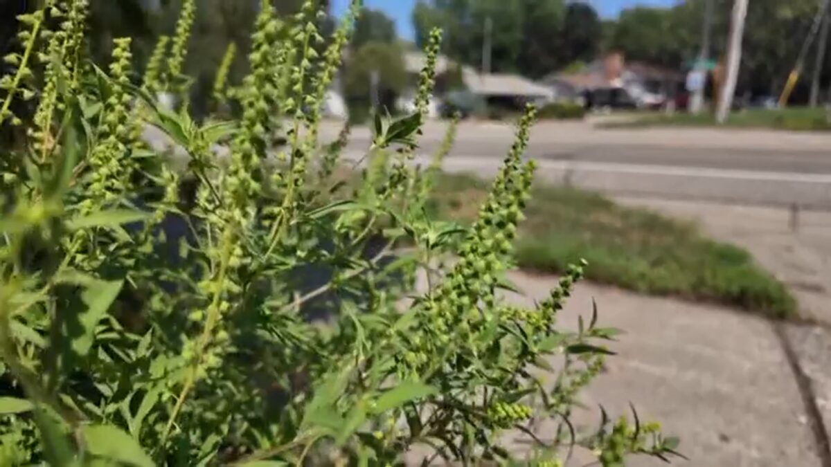 Its leaves have a fern-like appearance with greenish-yellow flowers at the end of its branches. Sweet said just one single ragweed plant can generate a billion grains of pollen that can travel more than 100 miles.