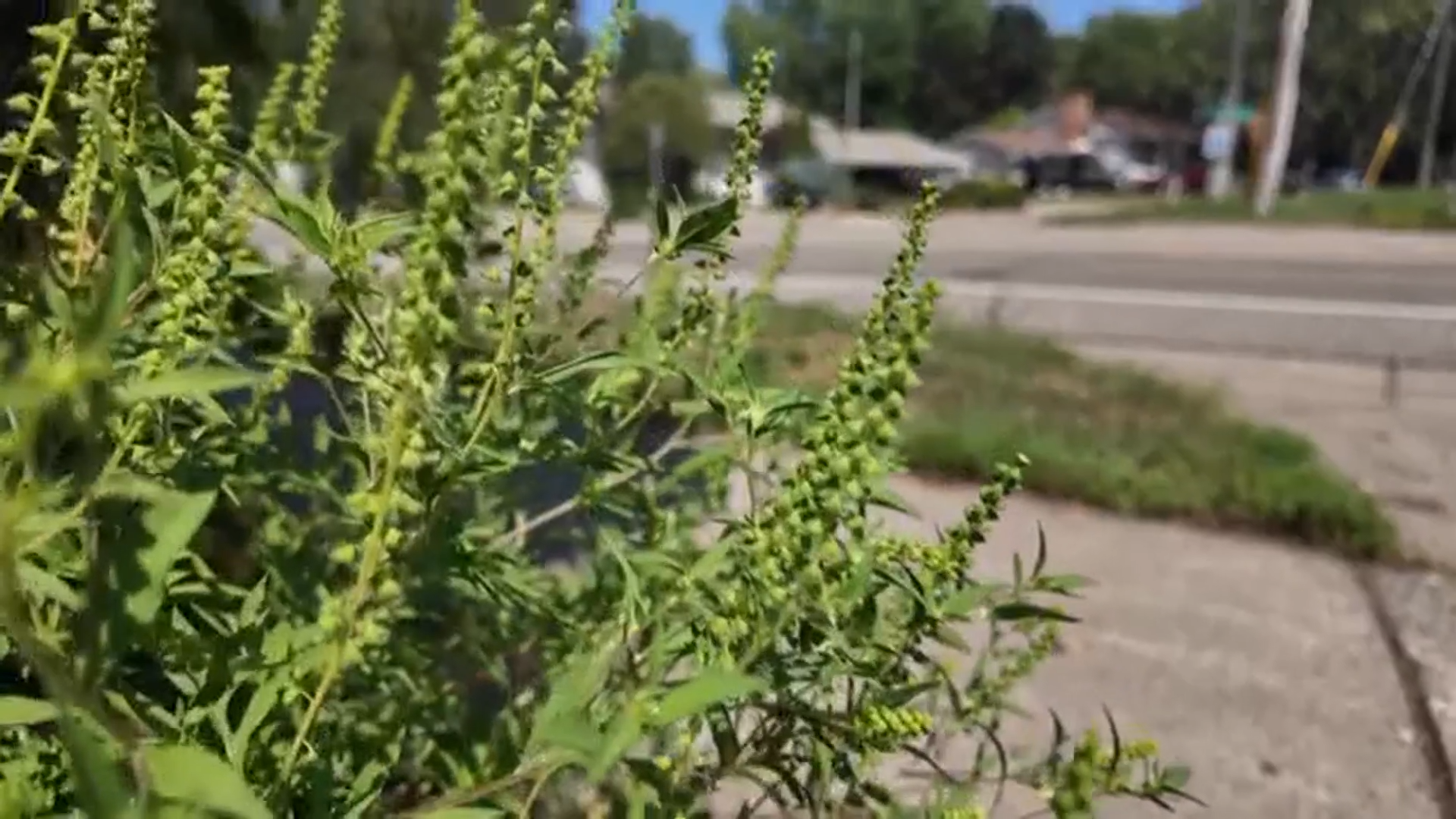 Its leaves have a fern-like appearance with greenish-yellow flowers at the end of its branches. Sweet said just one single ragweed plant can generate a billion grains of pollen that can travel more than 100 miles.