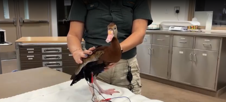 Earl is at ZooTampa at Lowry Park