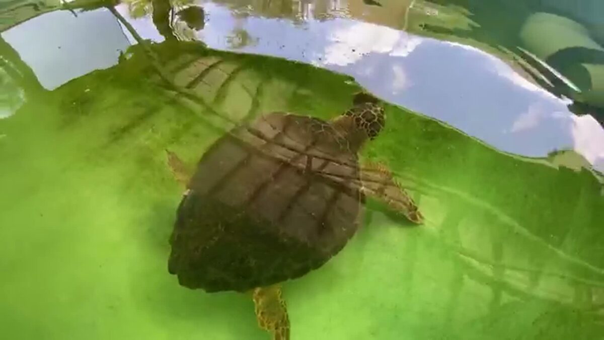 A heartbreaking reminder is playing out at Brevard Zoo