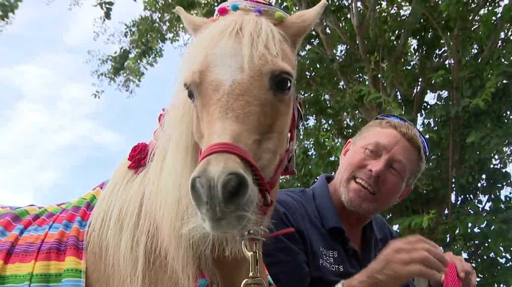 Mini therapy horses in Ocala are helping veterans and seniors find comfort and healing through Ponies for Patriots and Pint Size Therapy