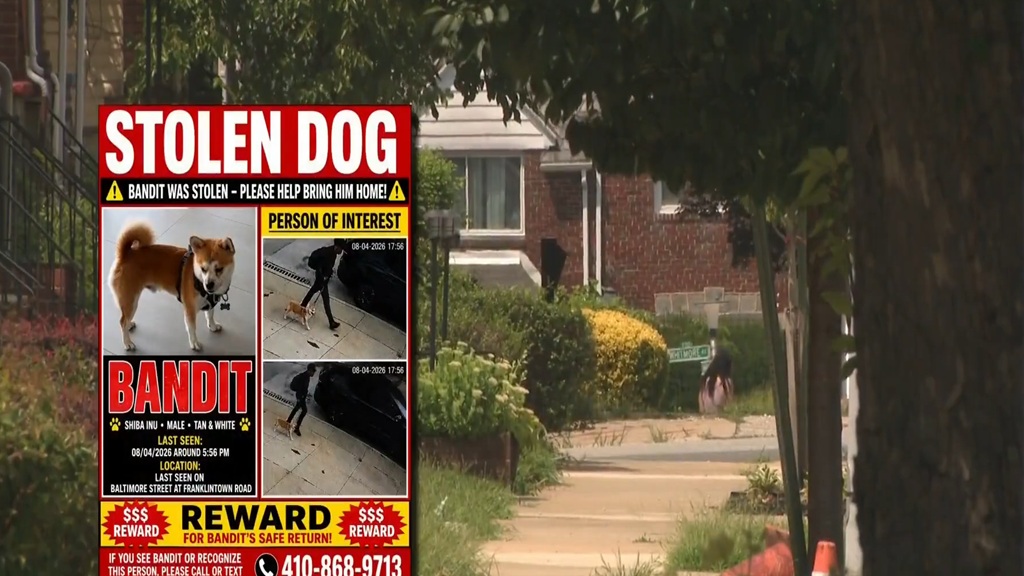A West Baltimore family says their 3-year-old Shiba Inu was stolen from their front yard in broad daylight Tuesday.