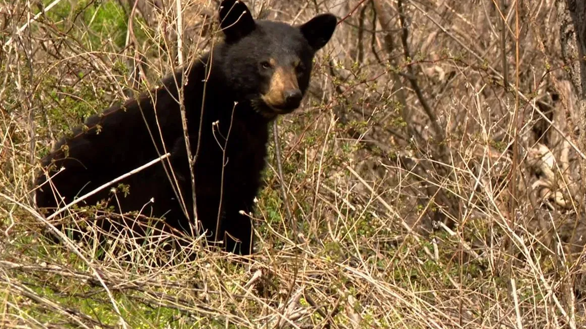Black bear in western North Carolina.