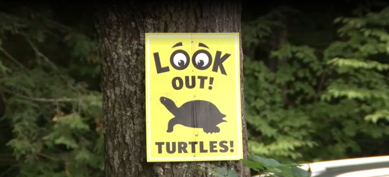 A 78-year-old man who pleaded guilty to misdemeanor charges in connection with the deaths of several turtles found near his home was fined $620.