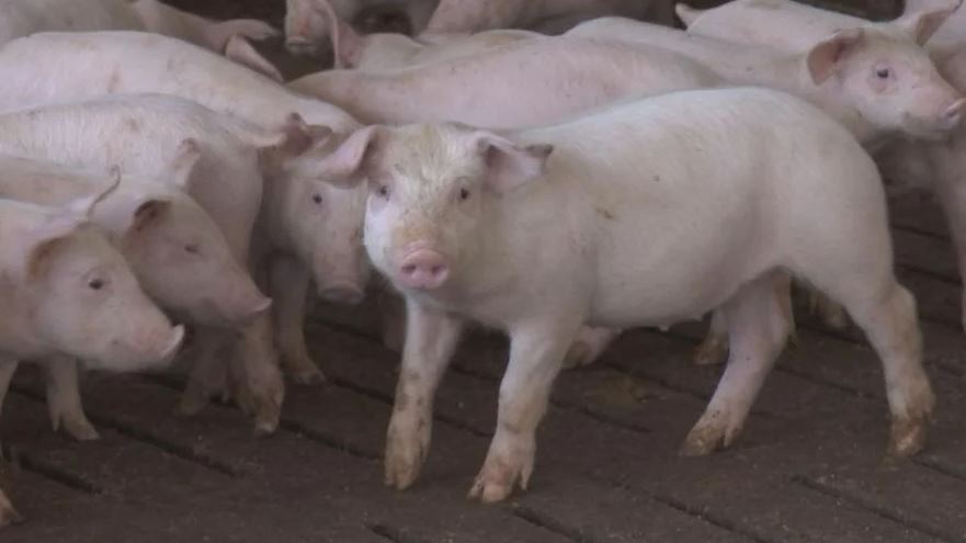 A California initiative is forcing farms across the country to either make drastic changes to their practices or forgo selling pork products to the Golden State.
