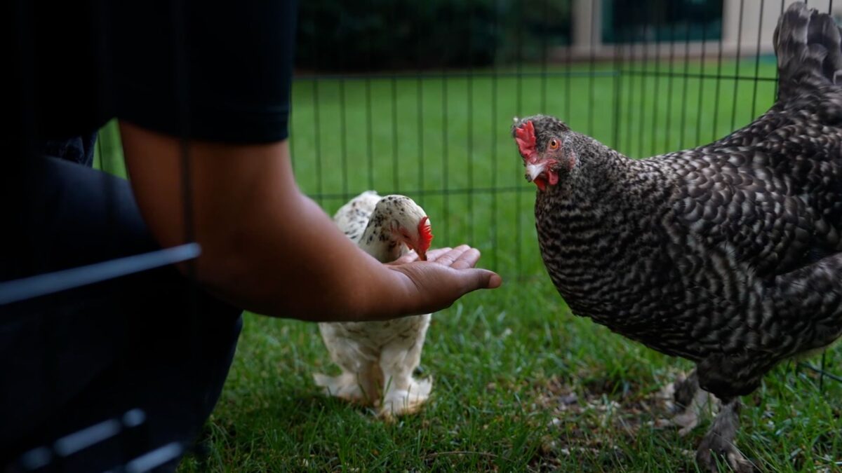The two chickens were born through the "Hatching at Home" program offered by Henrico 4-H