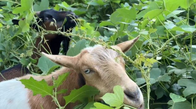 The herd of hungry goats is chowing down on kudzu that has covered the historic cemetery.