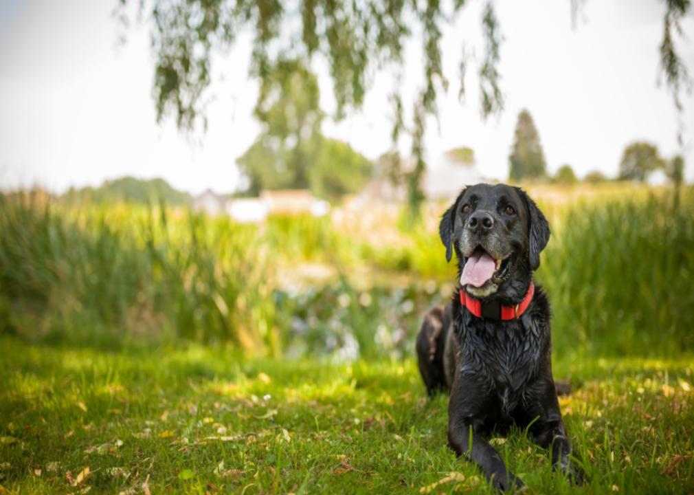 CARE4PAWS Urges Pet Owners to Take Heat Precautions