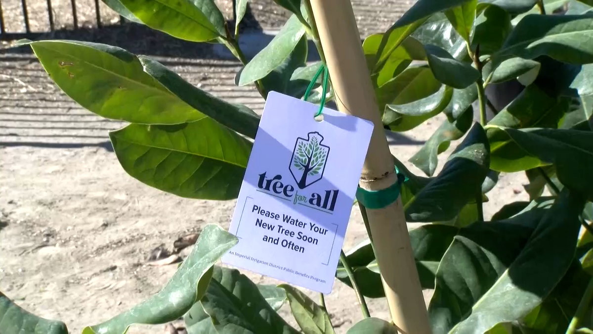 IID to offer Coachella Valley customers free shade trees