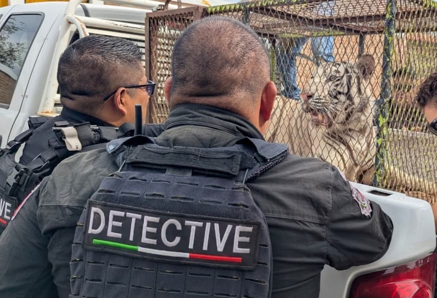 Tiger