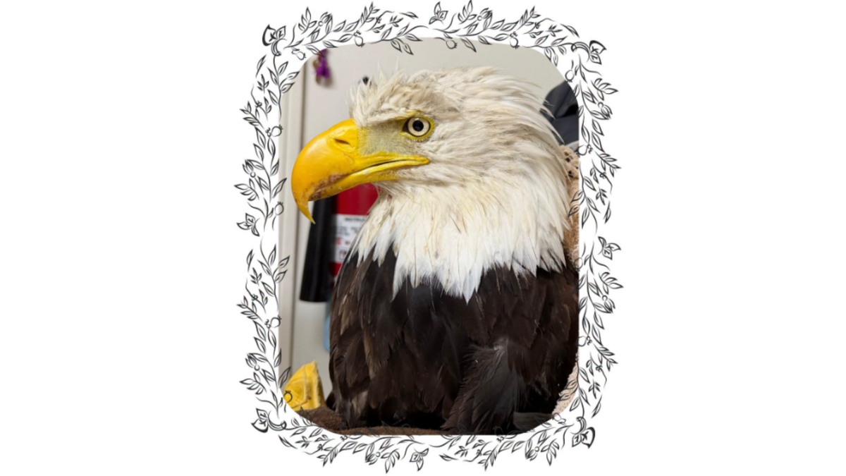 Ojai Raptor Center Announces the Death of Jackie The Bald Eagle