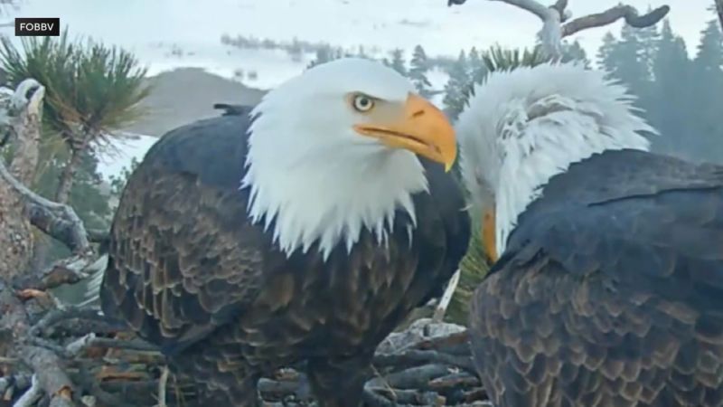 (File image) The bald eagle has been in Ojai Raptor Center's care for three weeks after she was rescued following a fight with two other eagles.