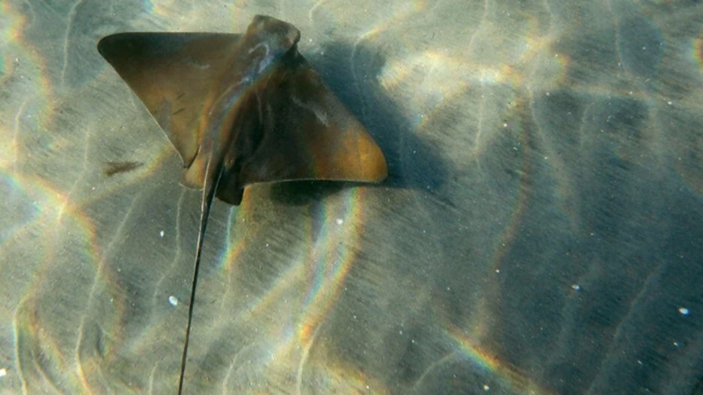 Experts say there's a marine heatwave off parts of the West Coast.