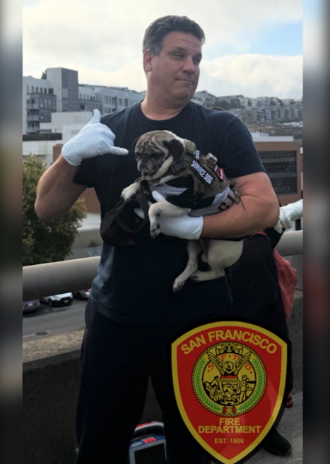 Firefighters and CHP officers caught the dog after a brief chase along the freeway.