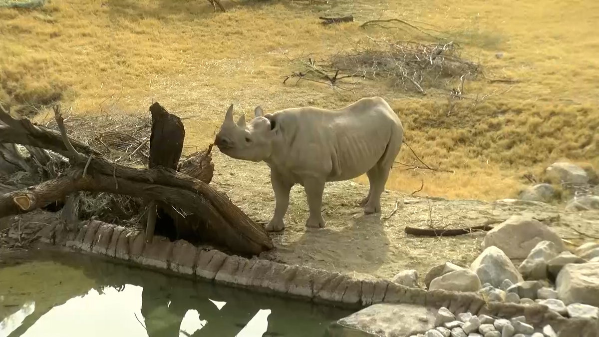 Life in the heat: How animals at the Living Desert thrive in the summer
