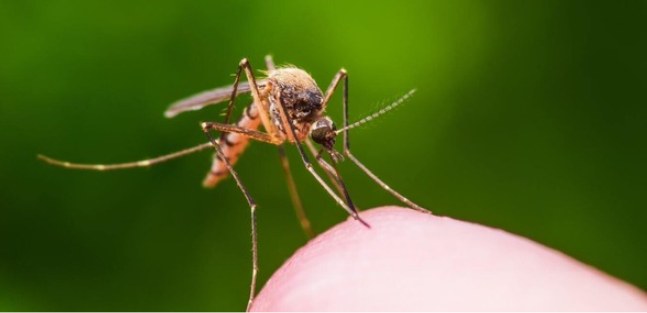Western Riverside County confirms cases of west nile virus