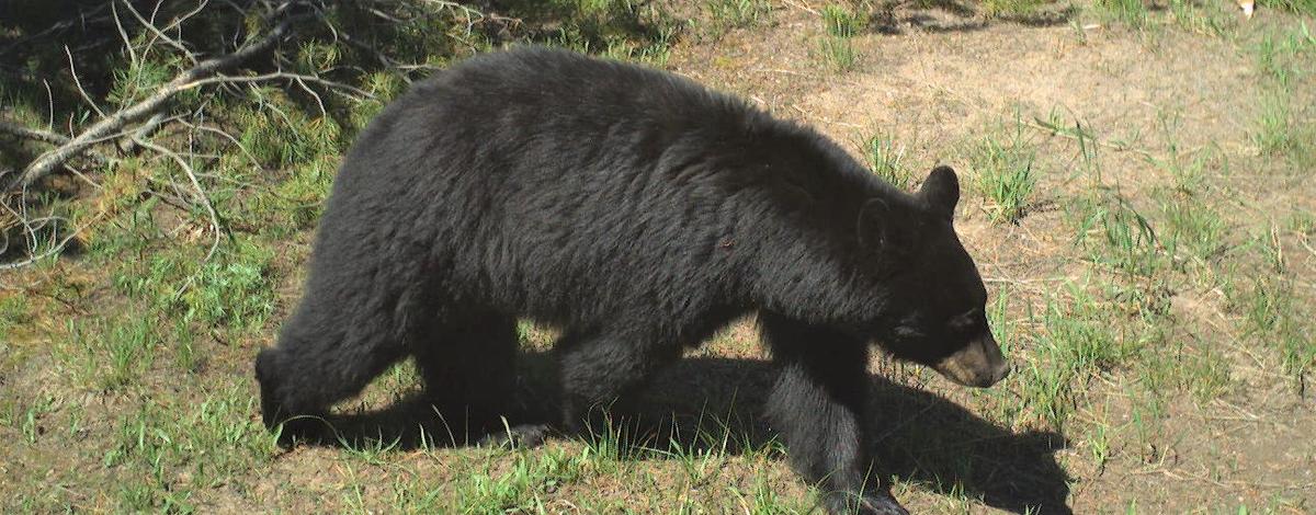 ‘Dangerous’ Black Bear euthanized after breaking into homes in Fremont County