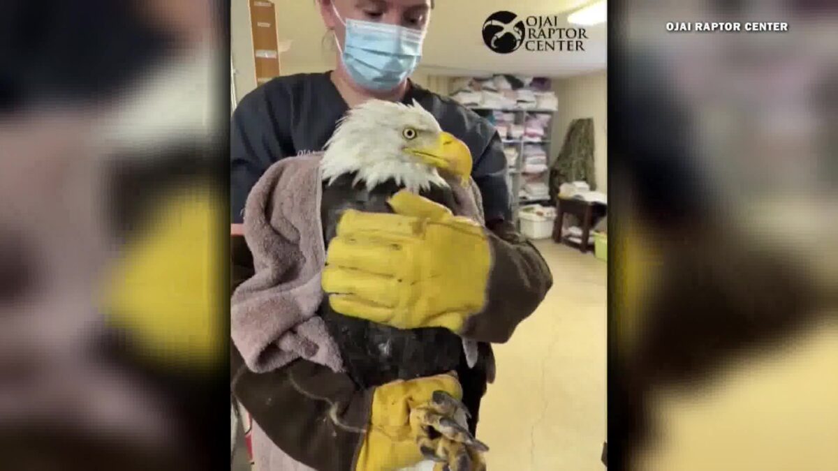 Ojai Raptor Center Announces the Death of Jackie The Bald Eagle