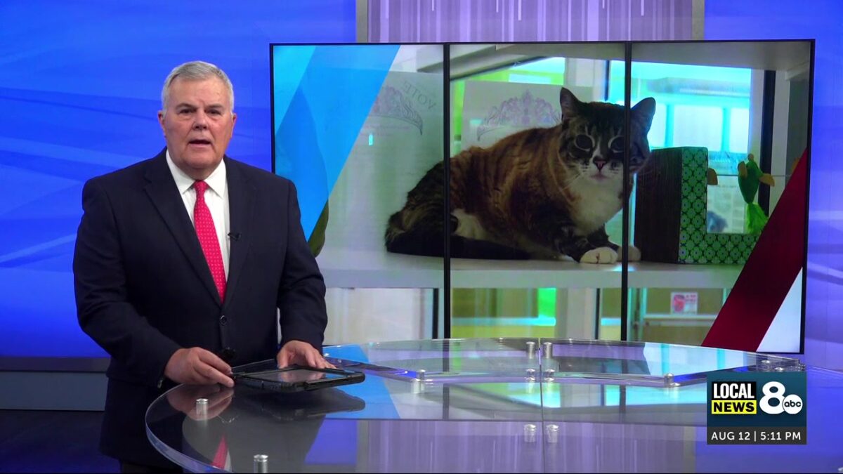 Idaho’s First Cat Cafe coming soon to Pocatello
