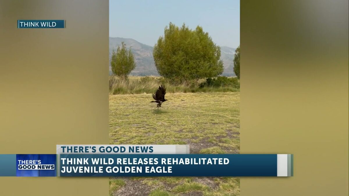 There’s Good News: Injured golden eagle rehabilitated